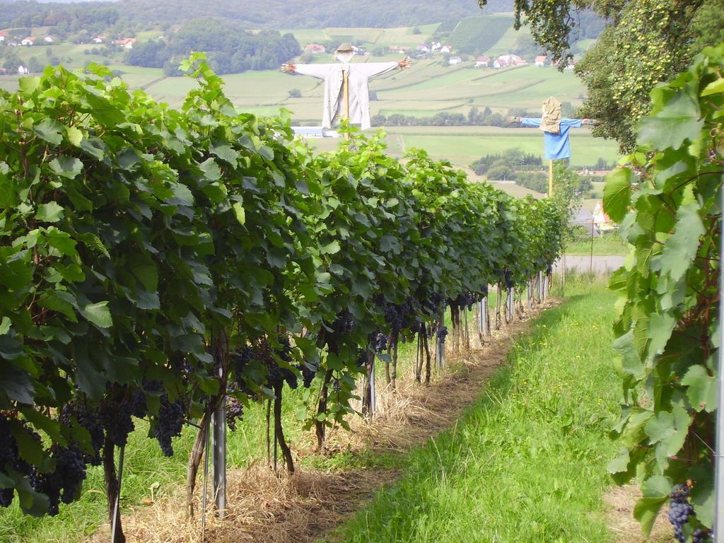Appartement Weingut Schoberhof Bad Gleichenberg Camera foto